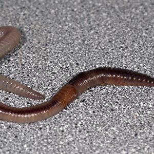 Common Earthworm C013 / 7660