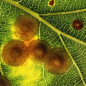 Common spangle galls on an oak leaf
