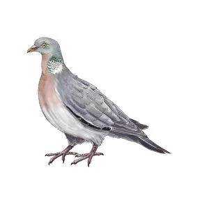 Common wood pigeon, artwork C016 / 3229