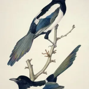 Watercolor paintings Collection: Wildlife watercolor paintings