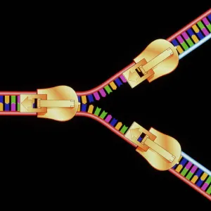 Computer artwork of DNA replication