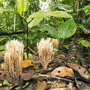 Coral fungus on rainforest floor C016 / 8425