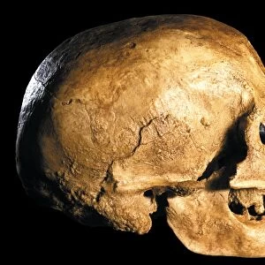 Cro-Magnon skull