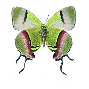 Crowned hairstreak butterfly