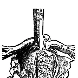 Diagram of heart and vessels by Dryander, 1537