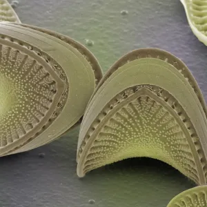 Diatoms, SEM