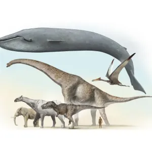 Comparaison des plus grands animaux par taille Comparaison des plus grands animaux par taille