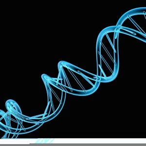 DNA molecule, artwork C013 / 9975