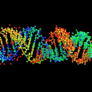 Double-stranded RNA molecule