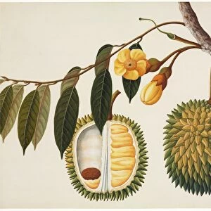 Durian fruit, 19th-century artwork C016 / 5181