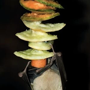 Dark Fruit-eating Bat