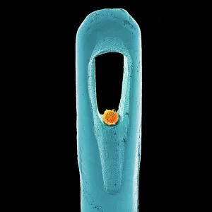 Embryonic stem cell and needle, SEM