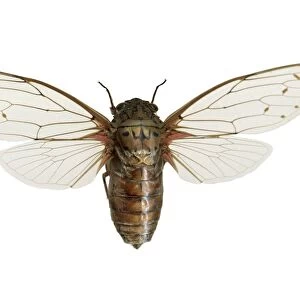 Empress cicada C016 / 2250