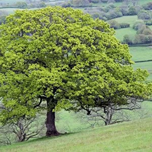 English Oak (Quercus robur)