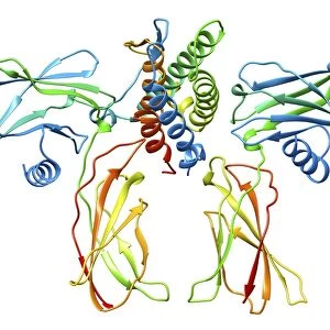 Erythropoietin hormone complex C016 / 4458