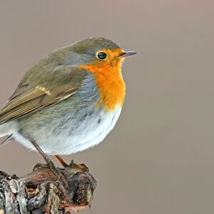 European robin on a branch C018 / 0835
