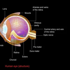 Eye anatomy, artwork