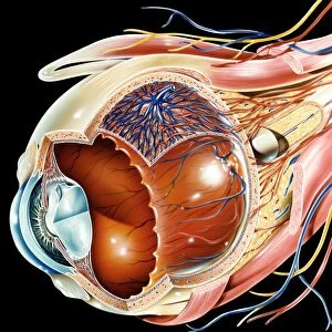 Eye anatomy, artwork C016 / 8742