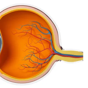 Eye anatomy, artwork F007 / 6126