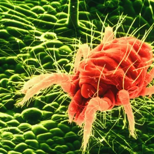 False-colour SEM of Tetranychus, a red spider mite