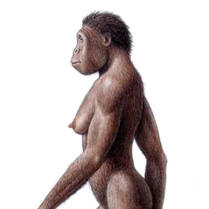 Female Australopithecus africanus