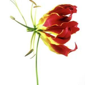 Flame lily (Gloriosa sp. )