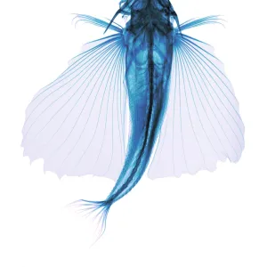 Flying fish, X-ray