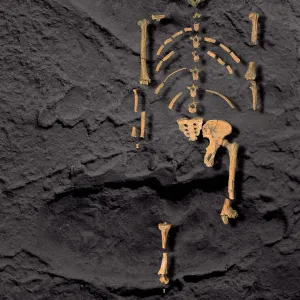 Footprints and skeleton of Lucy