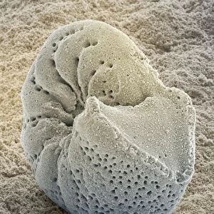 Foraminiferan fossil, SEM Z110 / 0239
