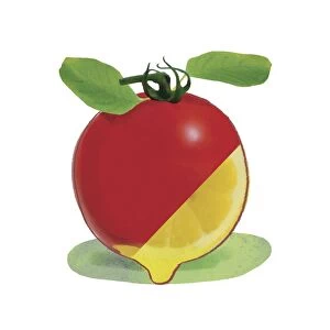 Genetically modified tomato, artwork