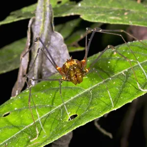 Giant Harvestman C017 / 6808