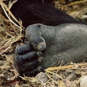 Gorillas foot