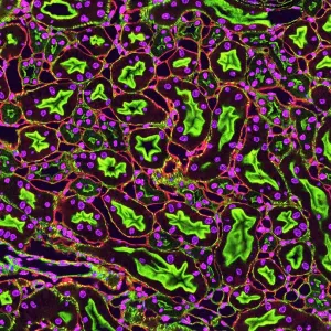 Fluorescent Light Micrograph Print of Kidney Tubules in Cross-Section Fluorescent Light Micrograph Print of Kidney Tubules in Cross-Section