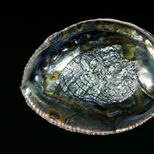 Green abalone sea snail shell C019 / 1328