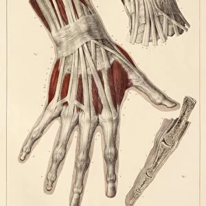 Hand muscle anatomy, 1831 artwork