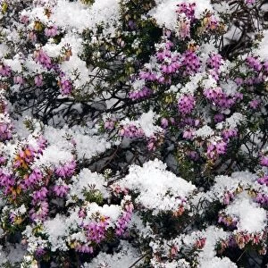 Heather flowers covered in snow