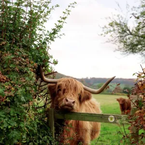 Highland cow