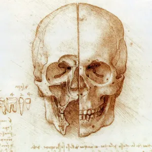 Anatomía de la cránea por Leonardo da Vinci Anatomía de la cránea por Leonardo da Vinci