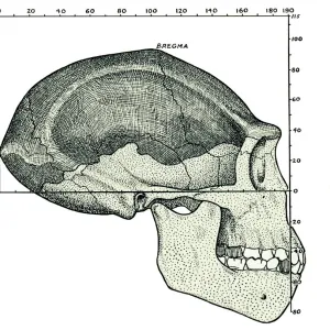 Homo erectus skull