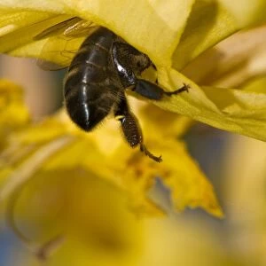 Honeybee feeding C014 / 2573