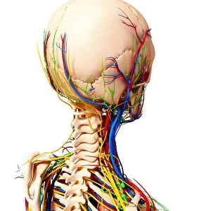 Human anatomy, artwork F007 / 3686