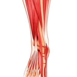 Human foot musculature, artwork F007 / 3304