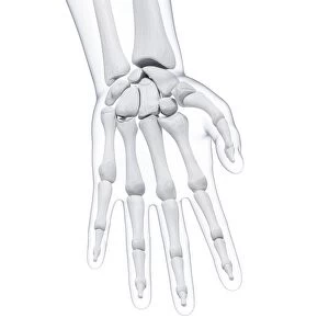 Human hand bones, artwork F007 / 2910