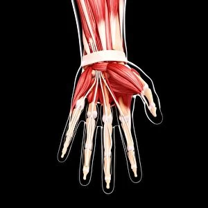 Human hand musculature, artwork F007 / 5036