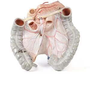 Human intestines, historical model