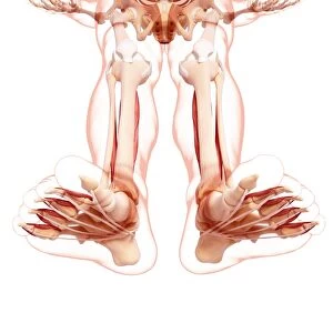 Human leg musculature, artwork F007 / 3538