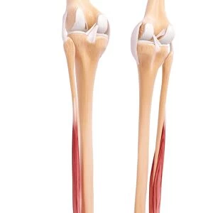 Human leg musculature, artwork F007 / 9949