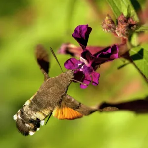 Hummingbird hawk-moth