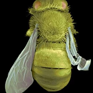 Infected bee, SEM