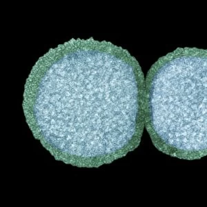 Influenza virus particles, TEM
